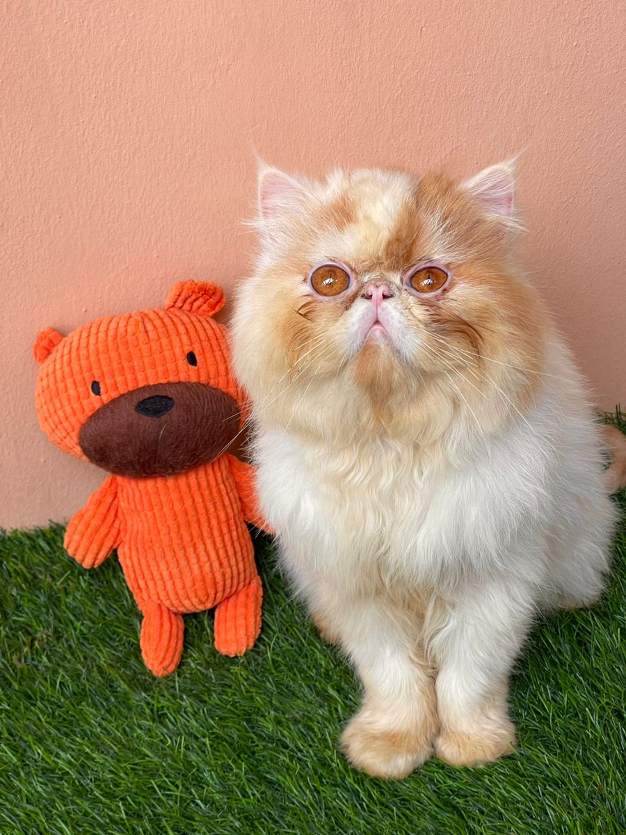 Charlie and her friend look sweet after a bath 😊❤️

Blissful Saturday ✨️🐾