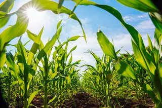 840WHAS's tweet image. Join Joe Elliott, Jo Jacovino & Scott Fitzgerald starting at 6am for the ONLY live local radio show on Saturday! News, convo & local sports — plus WLKY’s Suzanne Horgan tracks that ☀️“Corn Sweat” & Heat Dome! Stay cool & informed → whas.com/listen #LiveLocalRadio