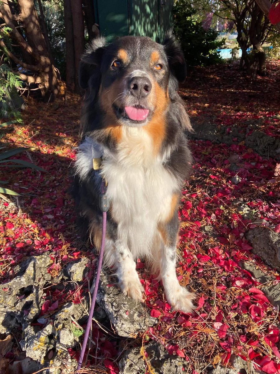 Happy #NationalDogPhotographyDay