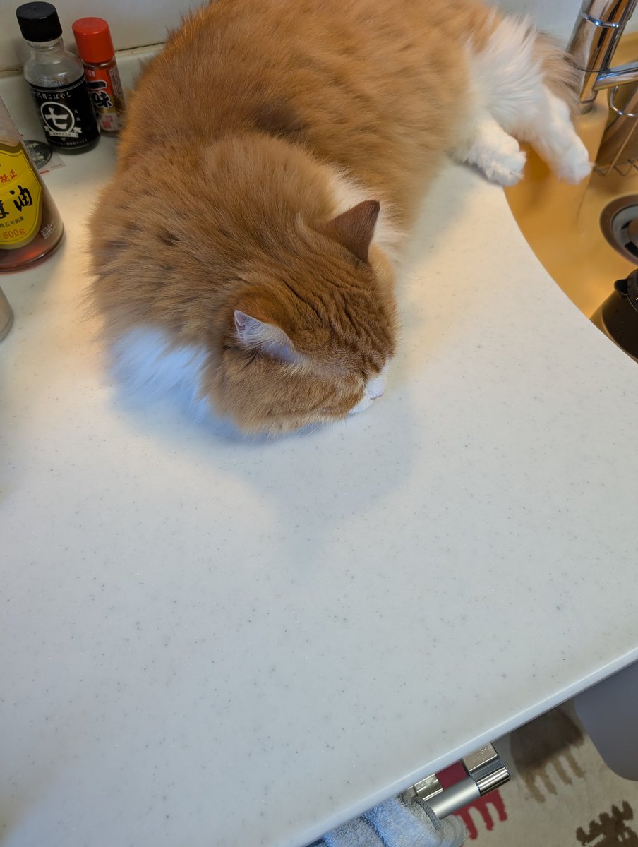 nekotate222's tweet image. 豚バラ大根の予定〜🍻

くつろいでてスタート遅れました🐱