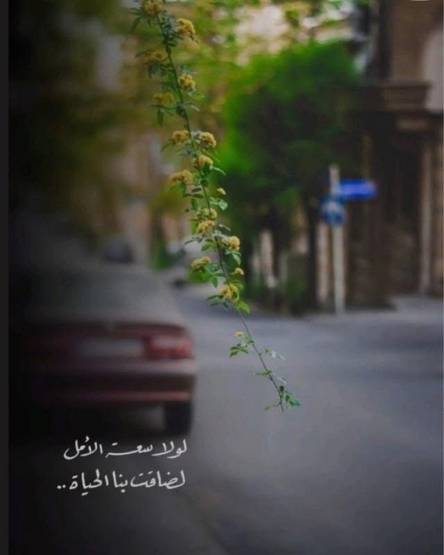Yassssssssmenh's tweet image. لدي يقين لا يتزحزح أن الإنسان الذي نبت الخير في قلبه، من تربة نقية، لا يستطيع أن يتحوّل إلى شرير، مهما ضاقت به الحياة أو أثقلته الخيبات .. من تربّى على الصدق والمروءة، وتشرّب الرحمة والنقاء، منذ طفولته، يبقى نقيًا في جوهره،
حتى إن تعثّر أو مرّ بلحظات ضعف الأصيل لا تكسّره الظروف
