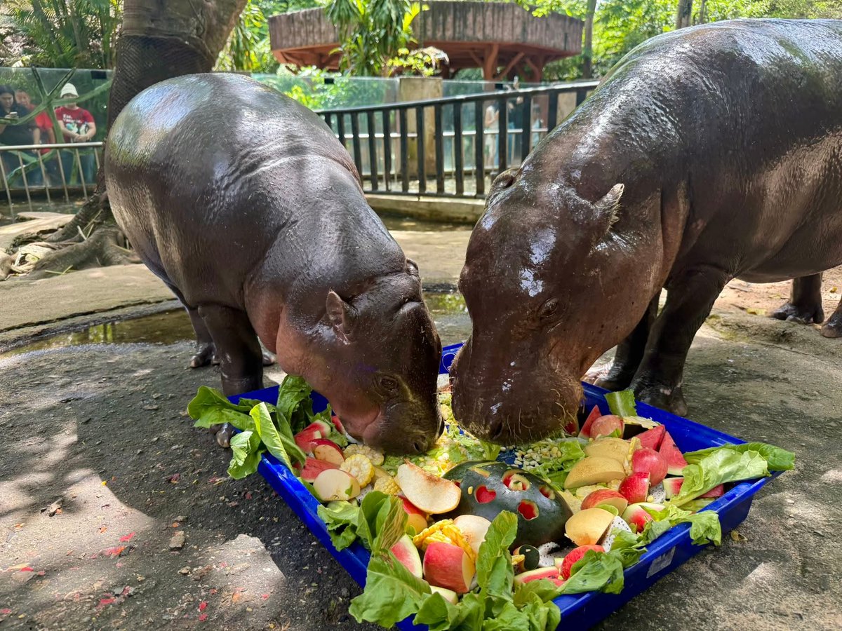 and_khamoo's tweet image. วันเกิดคุณแม่ทั้งที เลี้ยงทั้งครอบครัวไปเลย 🤣🦛
กินหญ้ากับใบไม้เยอะเเล้ว ขอกินของแซ่บซักวันนึง 🎂🎂
#hippo #PygmyHippo #ขาหมูแอนด์เดอะแก๊ง #หมูเด้งจะเด้งกี่โมง #Moodeng #พี่ขาหมู #สวนสัตว์แปลกเขาเขียว