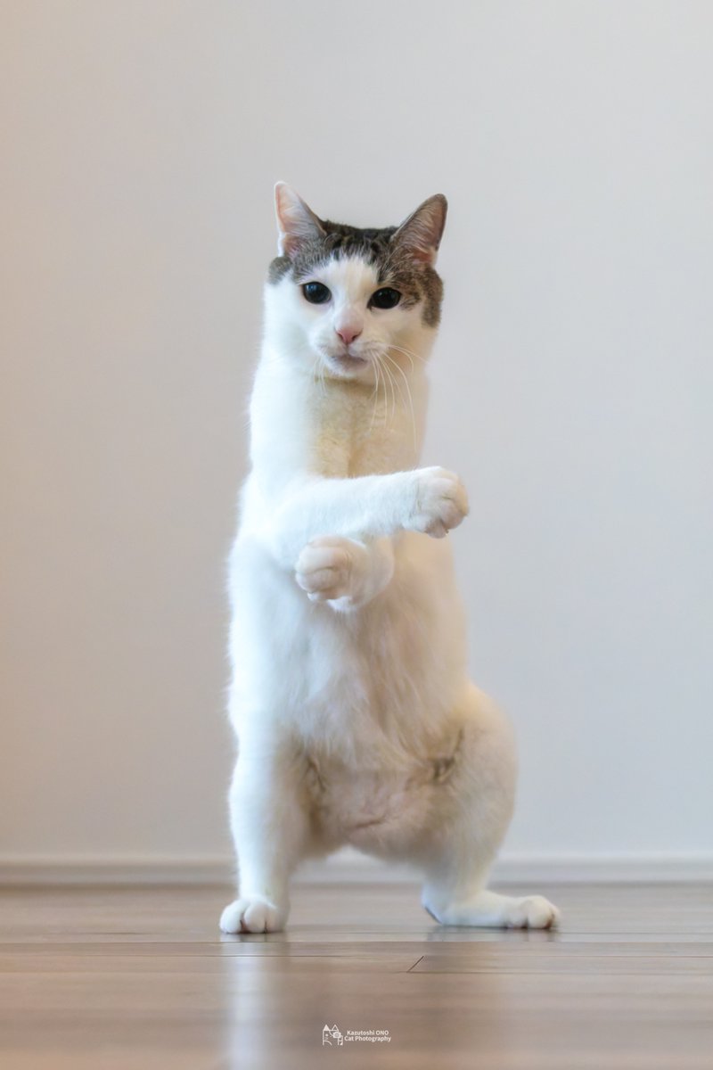grapeejp's tweet image. まるで鬼滅の刃の『猗窩座』?愛猫の姿に反響が上がりました!🐈#grape動物
「我が家の『猗窩座』」 愛猫をとらえた1枚に「芸達者すぎる!」
grapee.jp/2022480 @grapeejpより