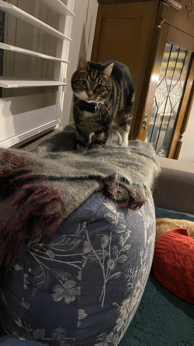 GetsPuppy's tweet image. Well, that’s #Caturday done and dusted #RosieTheCat