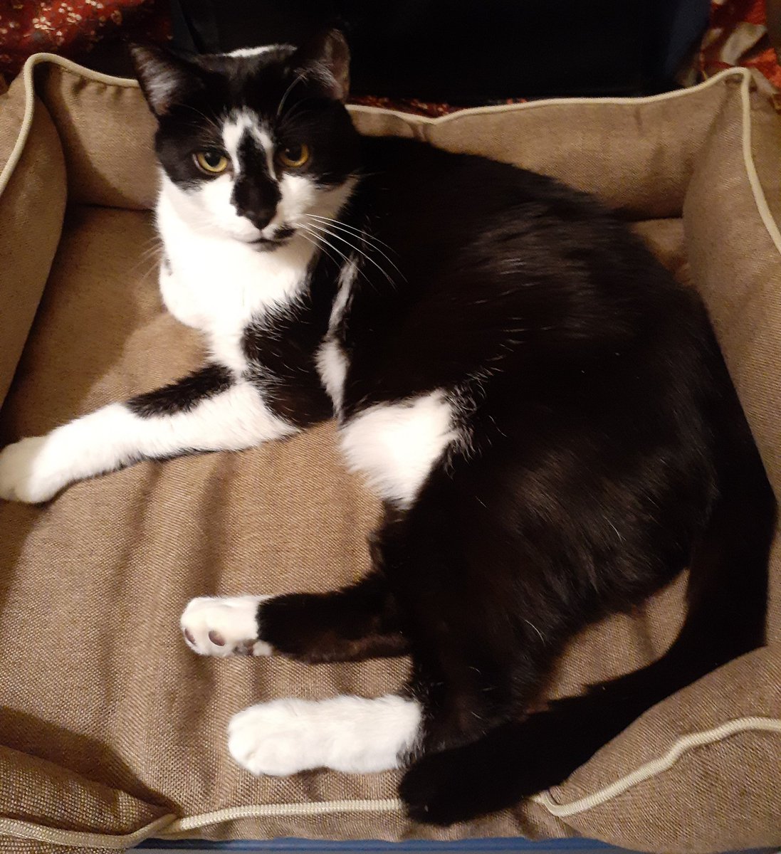 Oreo here...Mommy bought me a new bed. I really love it! If you are in need and live near a Hobby Lobby store have your hooman check them out. Pet beds are on clearance (66% off) and cheap. This one was under $10 and they even have fancy pet couches under $20. 🖤🤍🖤 #Hedgewatch