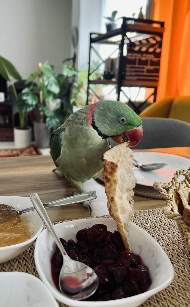 کره بده با مربا بزنیم🦜