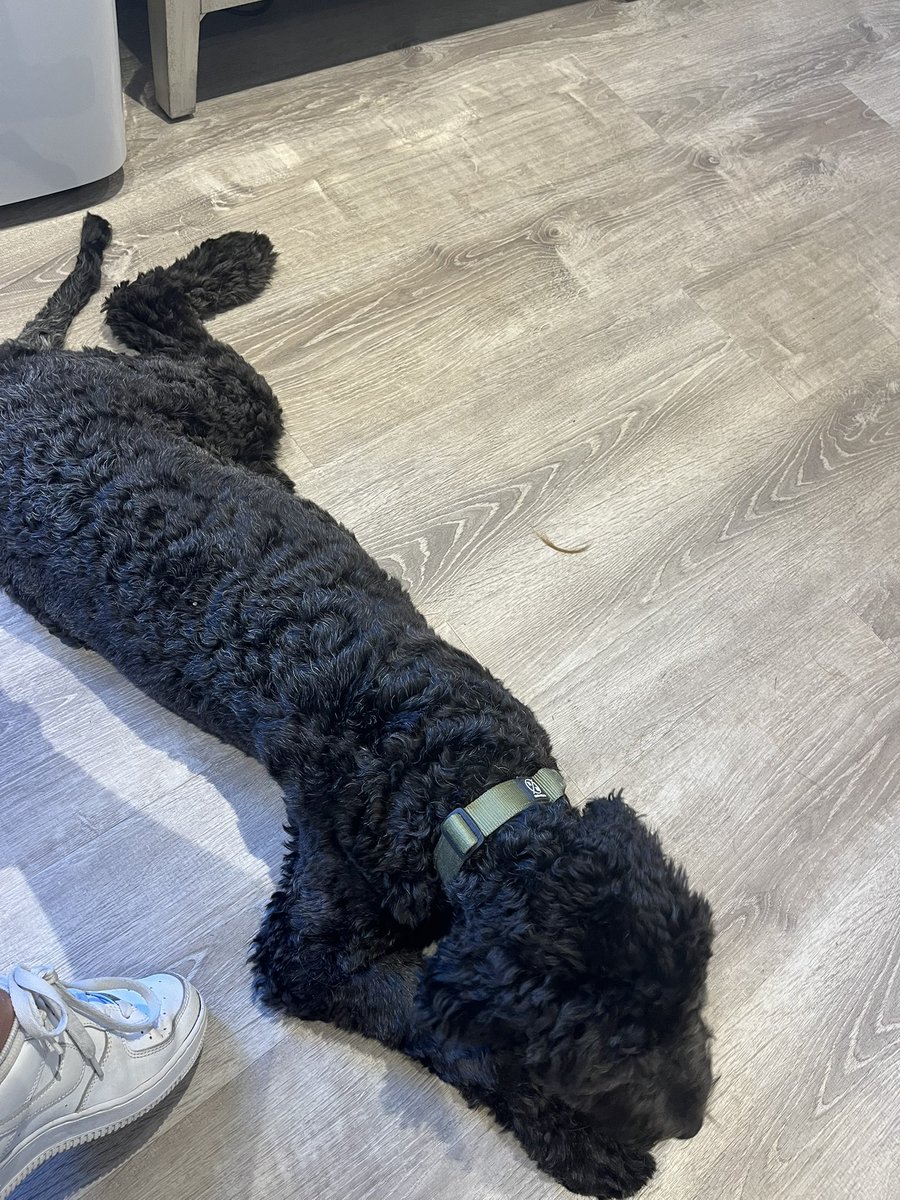 formulaloz's tweet image. to help everyoneβs nerves hereβs my hairdressers 18 week old puppy