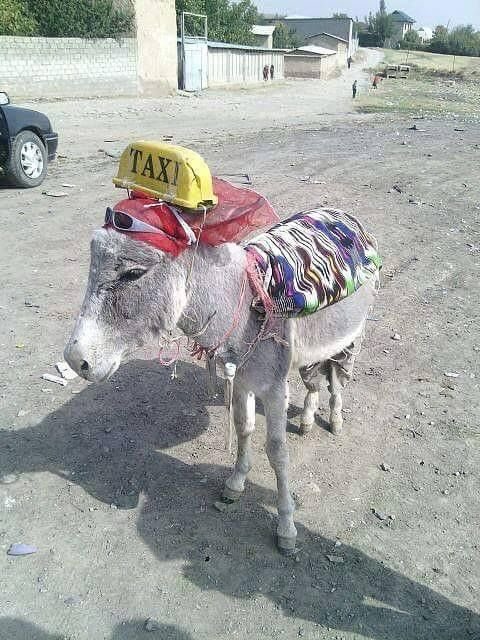 Raymond_anestar's tweet image. Taxi conductor once said Kampala, Mukono ,seeta ,bweyogerere wano 🖕🖕