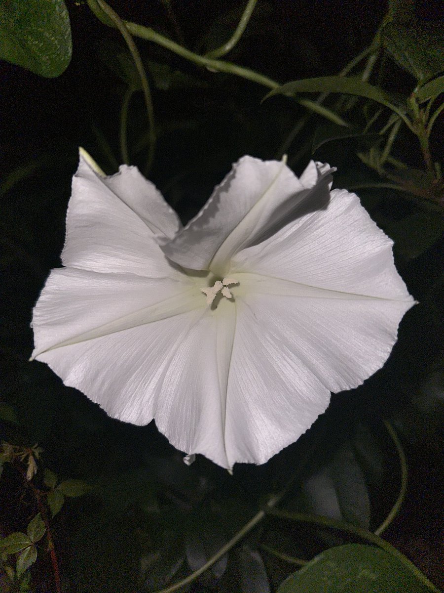 divinatorydoll's tweet image. more beautiful Devīs 🥰 happy leo moon y’all 🌙