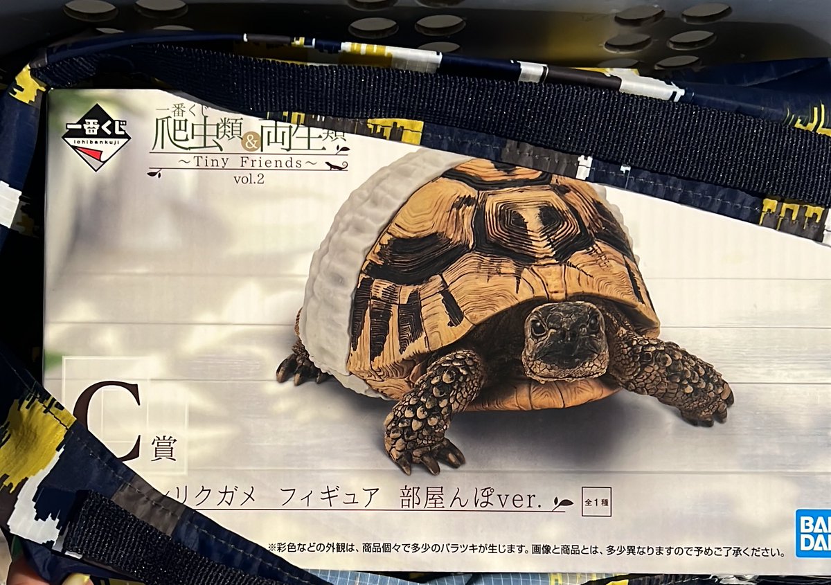 【新品】爬虫類＆両生類　一番くじ　ヘルマンリクガメ フィギュア 部屋んぽver. 一番くじ爬虫類&両生類 C賞ヘルマンリクガメフィギュア部屋んぽ
