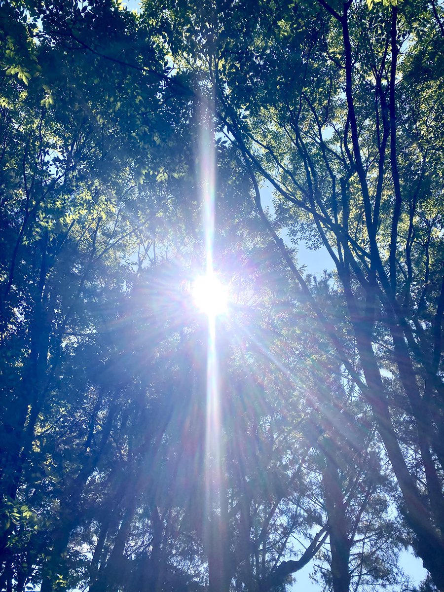 tamon_farm's tweet image. 天照らす☀️✨✨✨🌿
