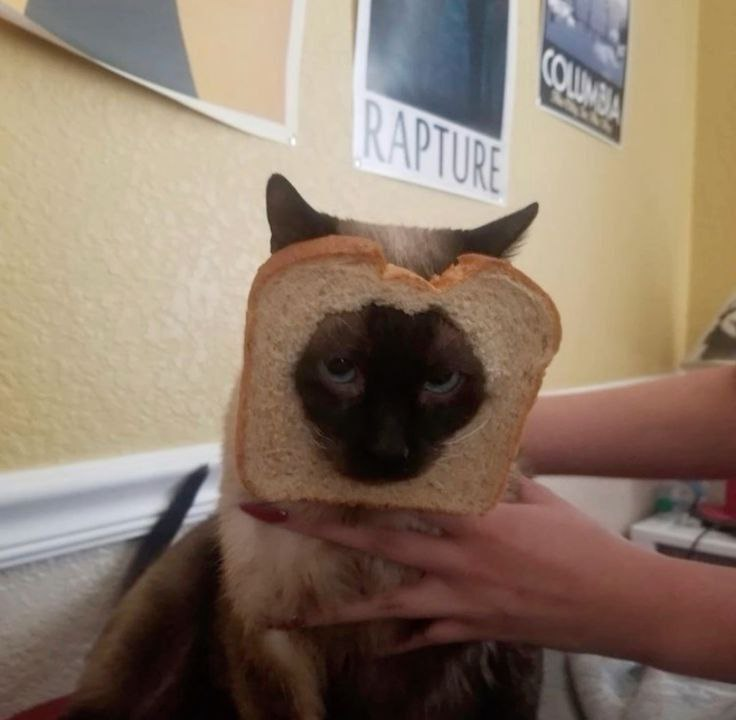 INBREDCATONSOL's tweet photo. I was a normal cat till I put on this bread.
Now I hear voices.
They say “toast the nonbelievers.”🍞😹🍞 #cat https://t.co/yX3NIvBekL