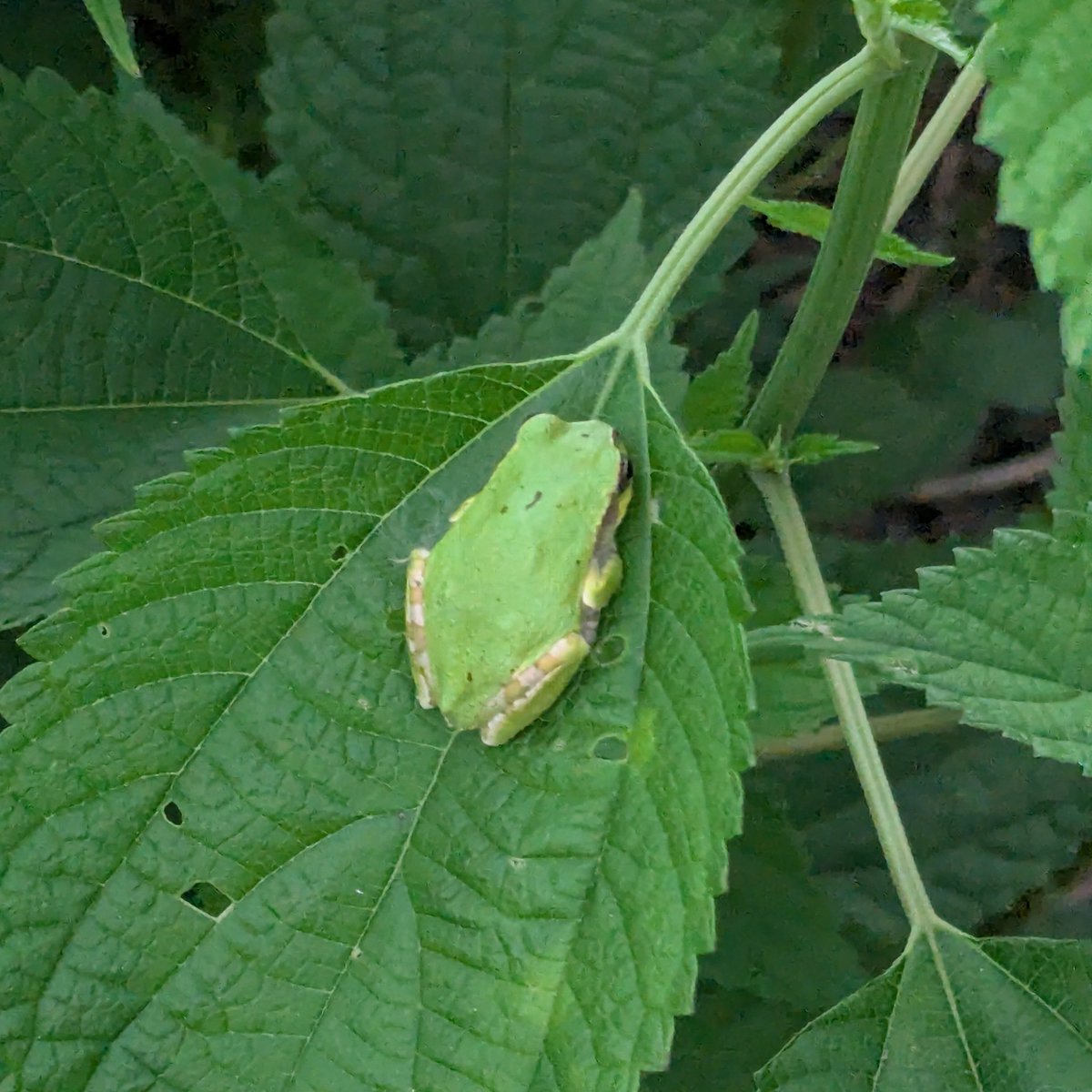 frog_guard's tweet image. 雨を待つカエルさん