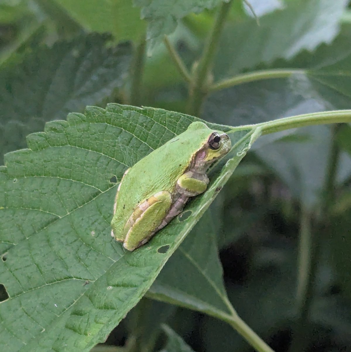 frog_guard's tweet image. 雨を待つカエルさん