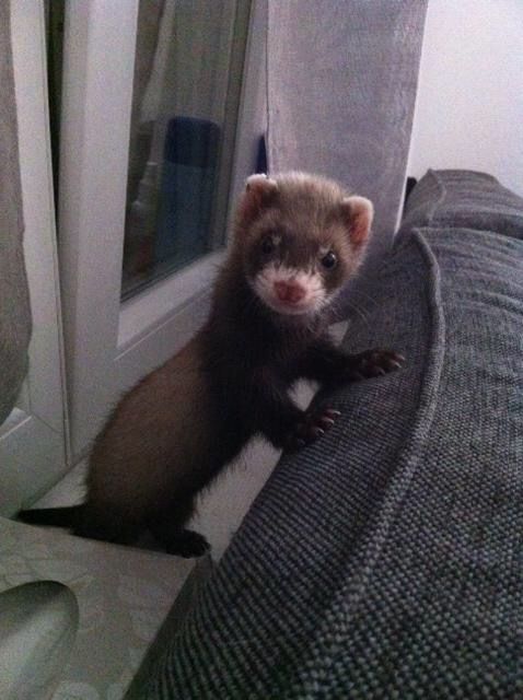 FerretPerHour's tweet image. 