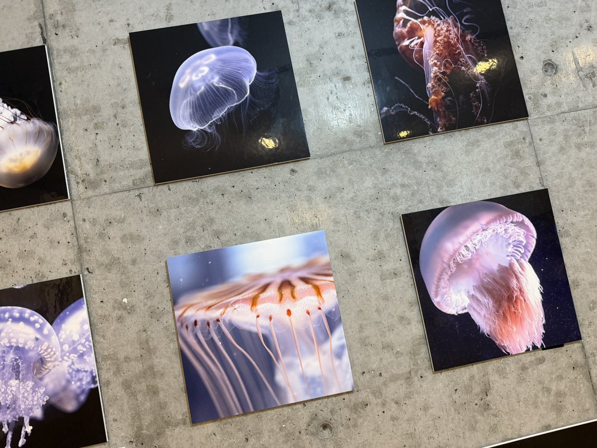 amane_kurage's tweet image. ペンぎょ展2025 in 名古屋
本日からスタート!
特別企画でクラゲの写真もご覧いただけます✨
ペンぎょ愛溢れる空間にクラゲも参戦です!🪼
○7/26(土)~8/17(日) 11:00~18:00
○TODAYS GALLERY STUDIO. NAGOYA(愛知県名古屋市)
○入場料:700円
詳しくは↓
tgs.jp.net/event/pengyo/
#ペンぎょ展