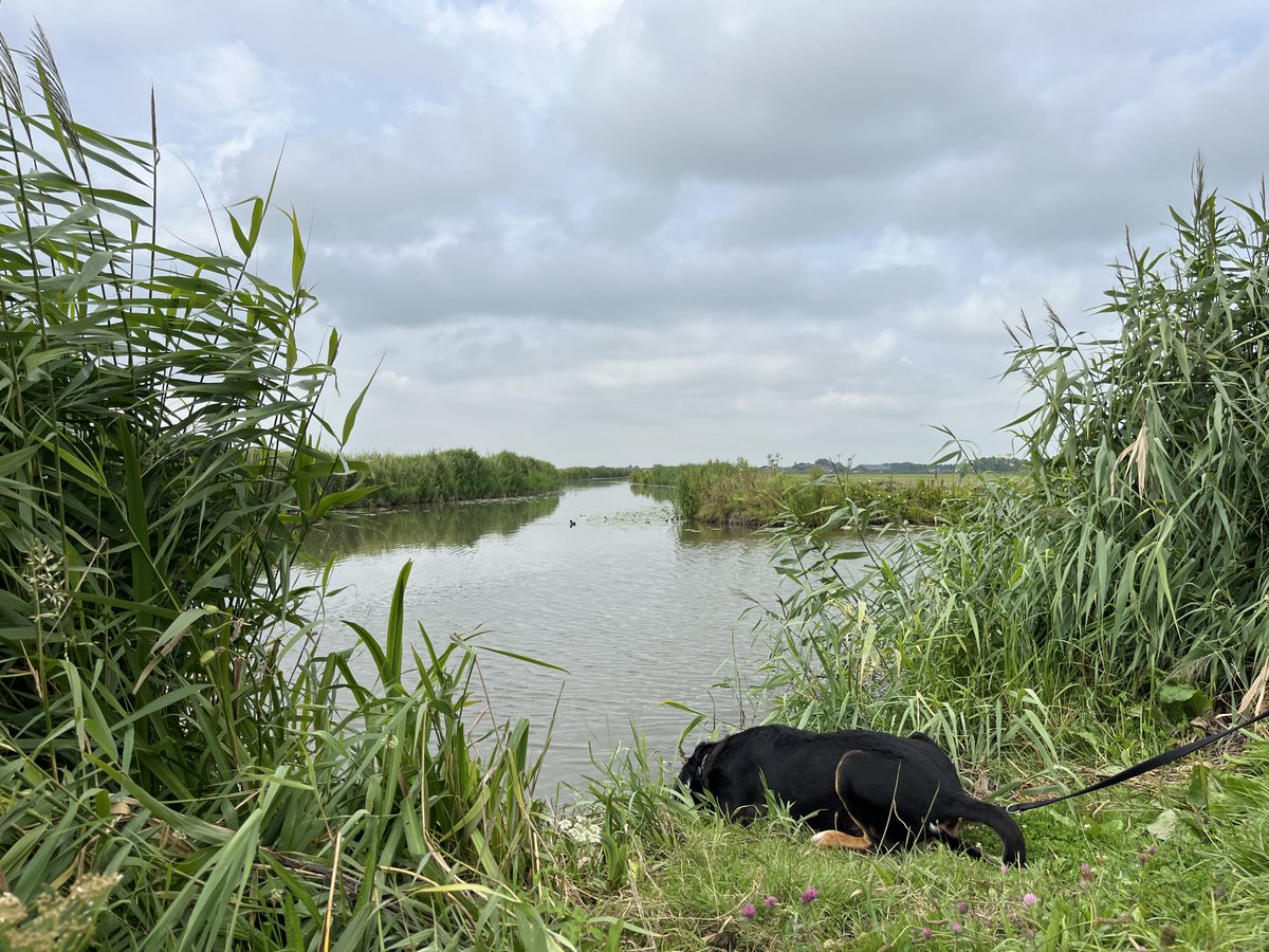 alootsma's tweet image. Leuk rondje Kolhorn met mooie huizen, tuinen en prachtig landelijk landschap. Met een beetje fantasie waan je je in Friesland. En veel water dat vindt de hond ook fijn. #wandelen #kolhorn #kopvannoordholland
