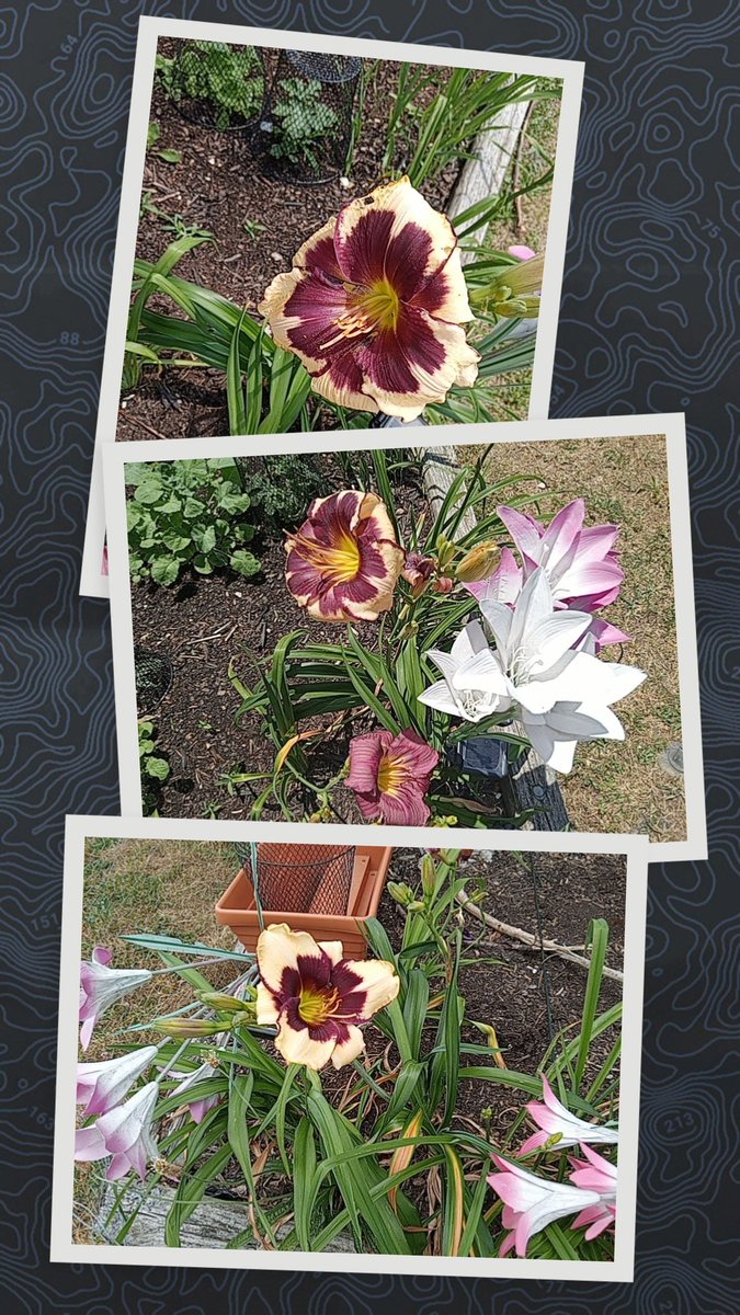 jenean123's tweet image. #SaturdayVibes
Let us planet a new garden today.