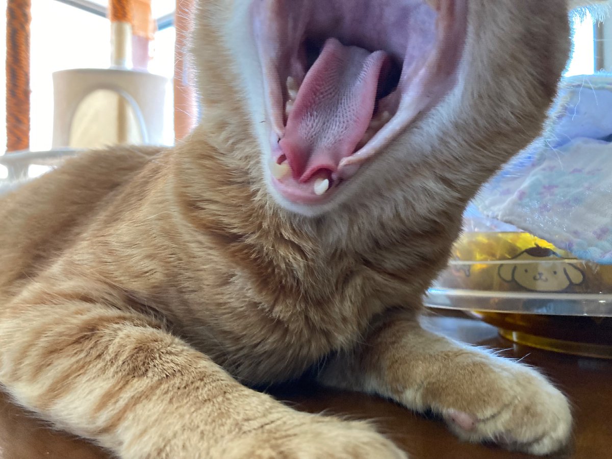 暑いんじゃわりゃ〜〜