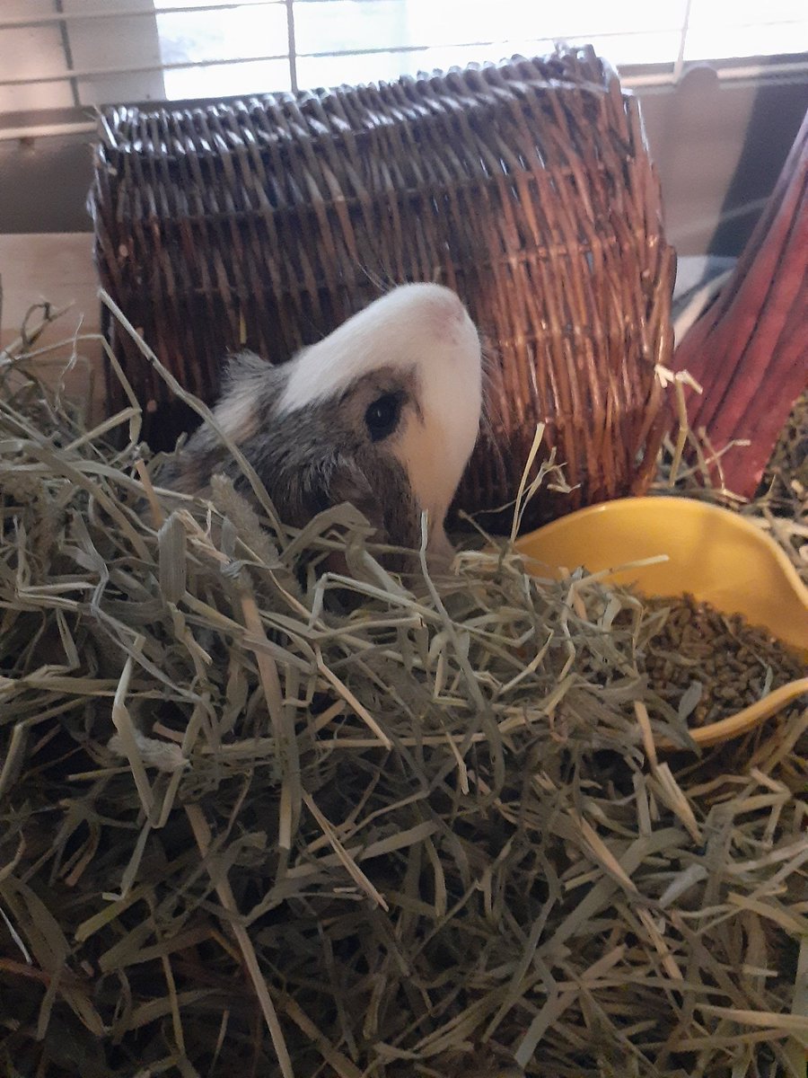 Archie here...Doing some cage patrol. Found some hay to dig under and discovered a bowl of yummy treats!!! Now to keep my brother Georgie away...🐹❤😹 #Hedgewatch