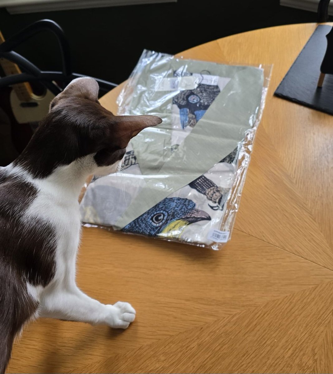 johnstf's tweet image. Yikes, dad, did you know this new dressing gown you&apos;ve treated mum to has big scary birds on it. 🦜Lorcán 🙀 #CatsOfTwitter #meezer