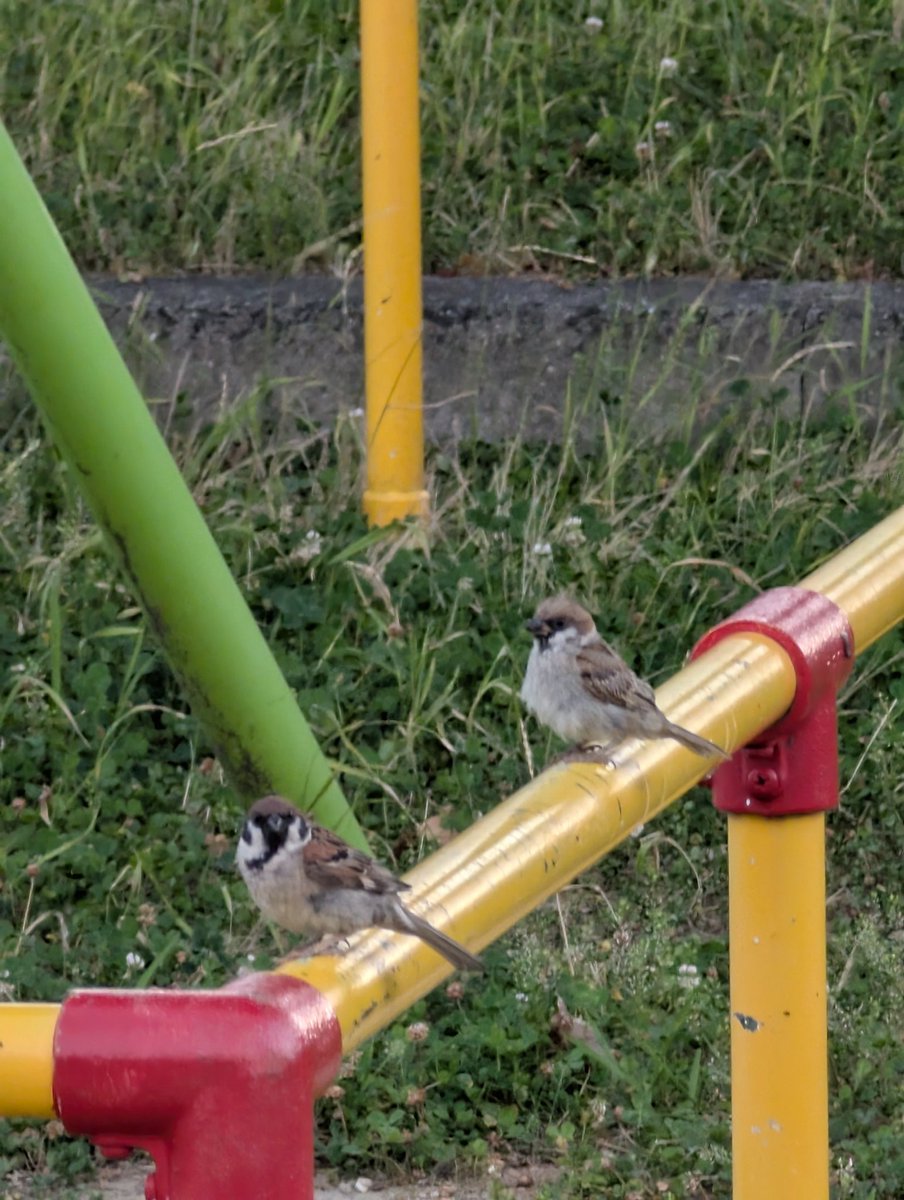 takeuchinameko's tweet image. こんばんは🐥