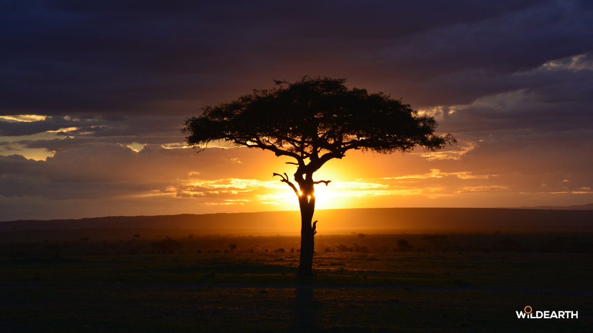 Winter is on its way out, and that means earlier sunrises, and earlier Sunrise Safaris! 

Starting 1 August, we’re shifting 30 minutes earlier:

06:00am CAT |  05:00am BST |  9:00pm PDT 

Set your alarms and catch the magic of dawn in the wild

#wildearth