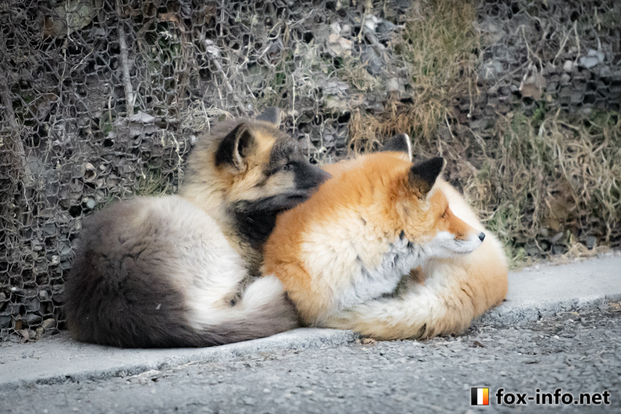 fox_info_net's tweet image. (もっ)(もっ)
 #北きつね牧場 fox-info.net/fox-photo/arch…