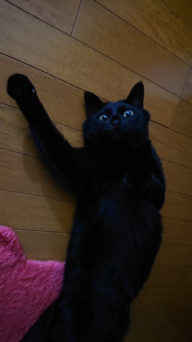 konbu0330's tweet image. えいえいおー！（夜中の3時）