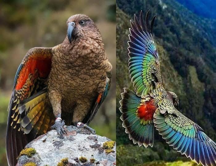 BigBangSciCom's tweet image. Le nestor kéa ou plus simplement kéa est la seule espèce de perroquet montagnard, endémique de Nouvelle-Zélande. Son nom commun tire son origine de son puissant cri : « keee-aa »
Crédits 📷: Jonathan Harrod
#naturelovers #animaux #wildlife #oiseaux #birds #ornithologie