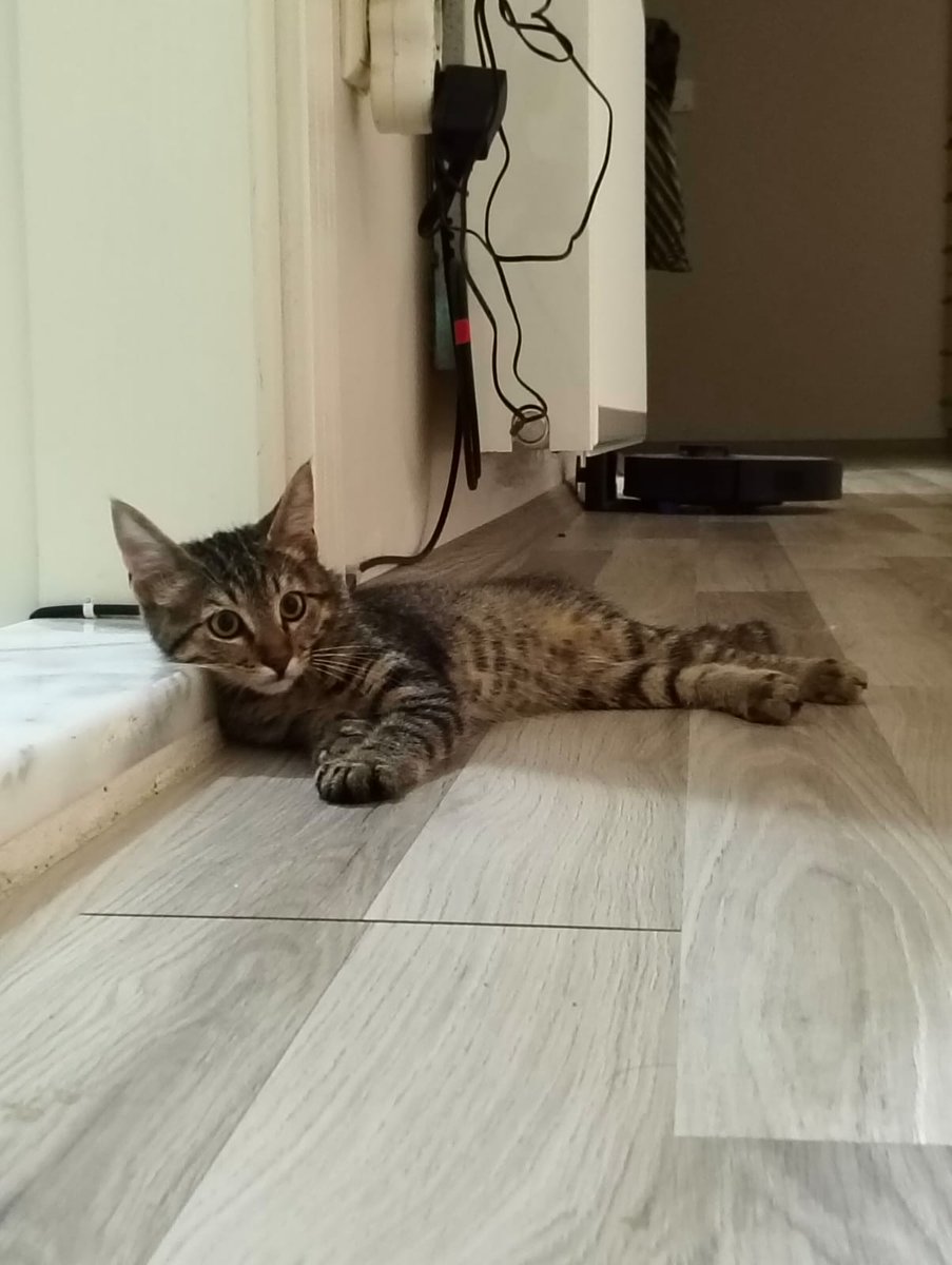 kediylekafaboz's tweet image. Bu çocuğun sokakta nasıl yaşayacağının sıkıntısını çekiyorum. Eğer bir can sahiplenmek ve bir canın hayatına dokunmak isterseniz bu çocuğun geçmişi çok çok kötü nerelerden kurtuldu ona bir şans gerek,
Sokağa gitmedn önce son şansı RT Desteği 
3 Aylık erkek
ANKARA
0542 662 95 27