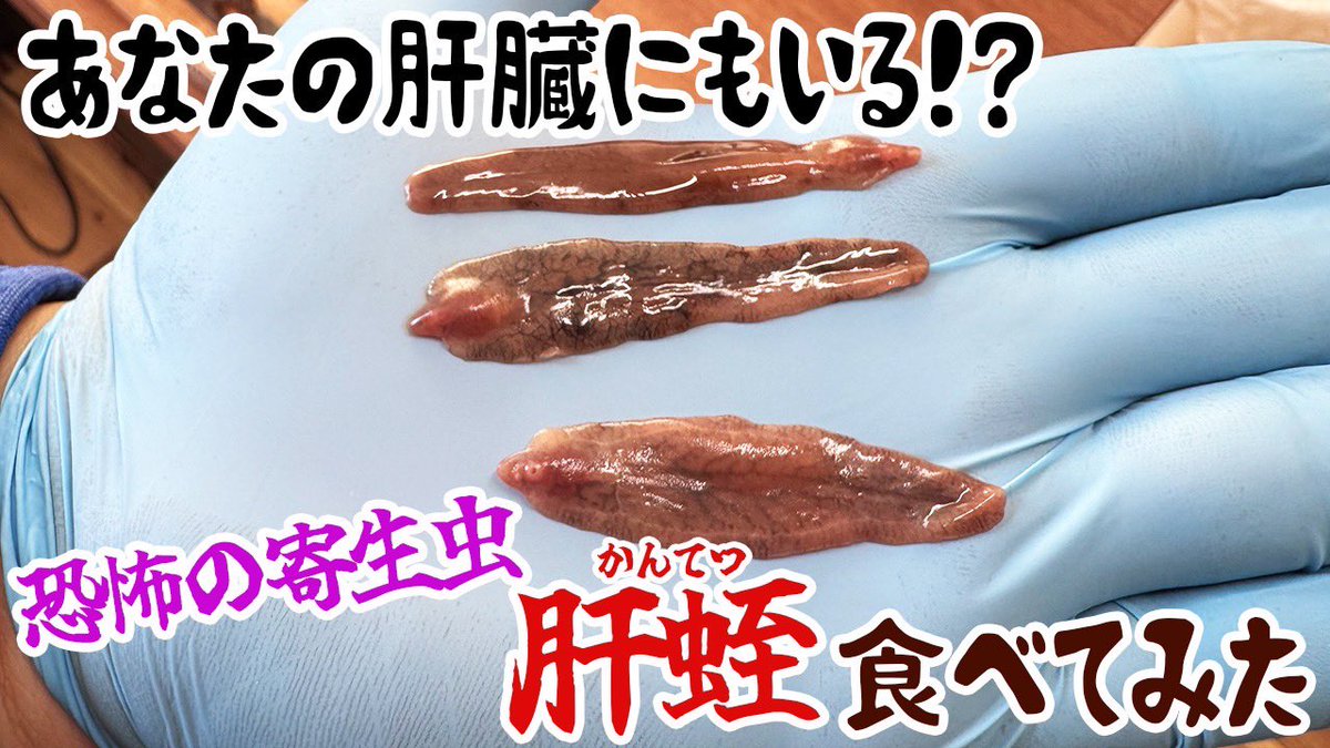 YouTube】肝臓の血管内に寄生し血を啜る恐怖の寄生虫•肝蛭(かんてつ YouTube】肝臓の血管内に寄生し血を啜る恐怖の寄生虫•肝蛭(かんてつ