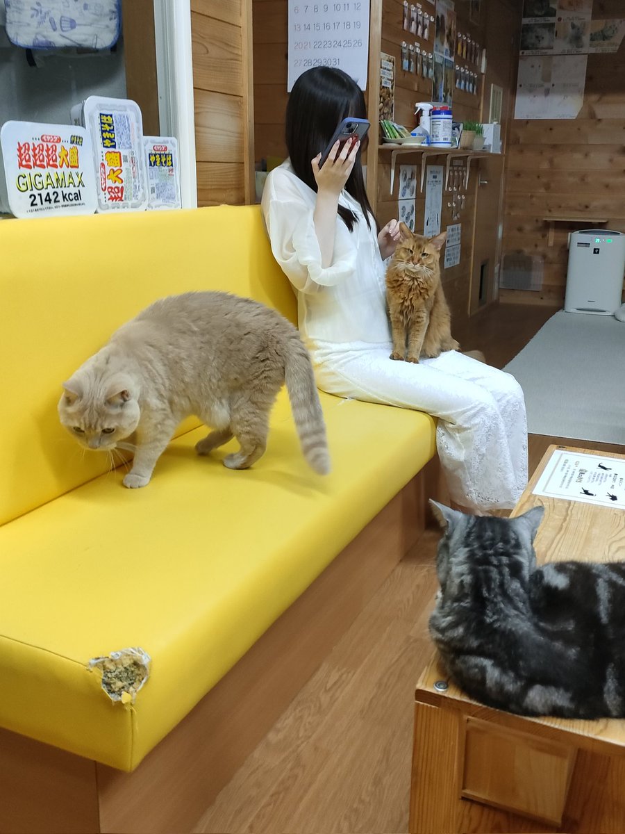 猫猫猫 hq720.jpg?sqp=-