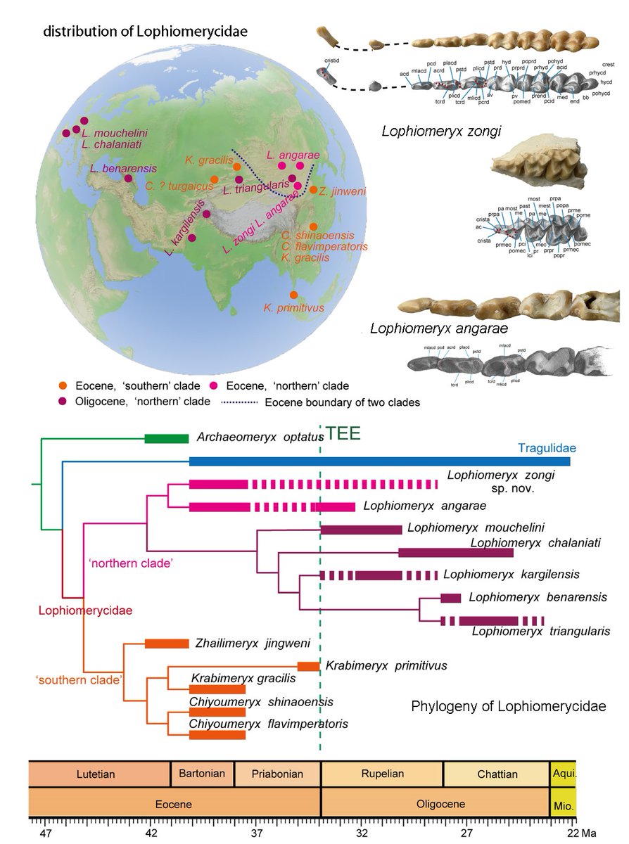 ThePalAss's tweet image. A new species of Lophiomeryx from the Eocene of northern China & its implications for the early evolution of the family Lophiomerycidae onlinelibrary.wiley.com/doi/10.1002/sp… @mennecart_b @MorphoBank @wileyearthspace #PapersInPalaeontology