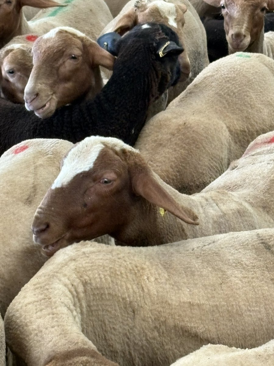 Espais on hi ha persones q saben q tot es feina si la feina q fas t’agrada Aquests darrers dies he gaudit d’aquestes persones hem compartir experiències i ens hem regalat temps, altres ens han demostrat q no son el q diuen o semblen. Lo millor saber on estem 😌#roges #ovelles