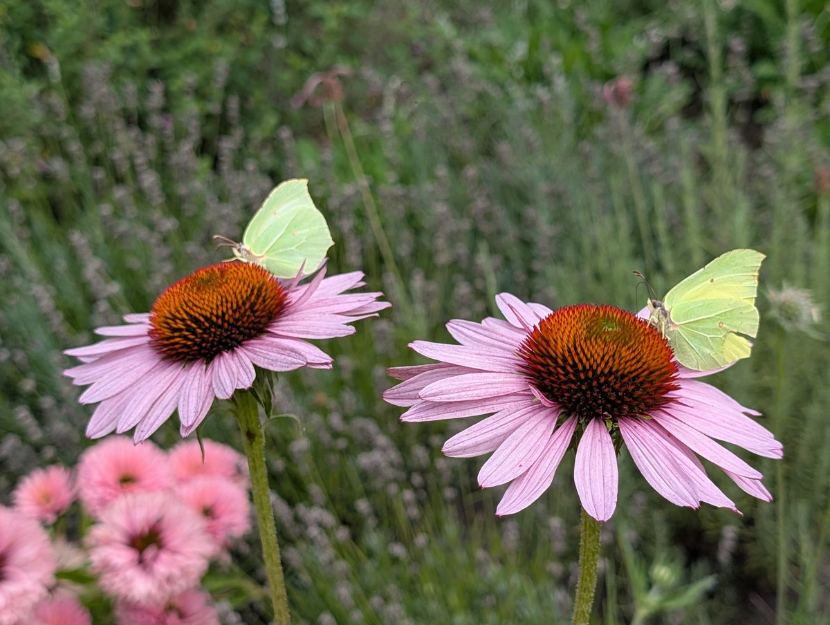 Insecten in de tuin. Vandaag o.a. bessenwants, oranje zandoogje en citroenvlinder