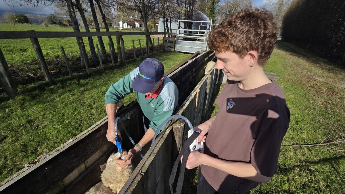 grant_farquhar's tweet image. Epic day at the farm.
Slug gun shooting targets
Golf cart racing
Some welding practice
Wandered tracks on Mt Te Aroha
Saw the hot soda geyser
Dagged and drenched sheep
Mums famous Schnitzel
Up the Wahs 😆
Shot 9 possums