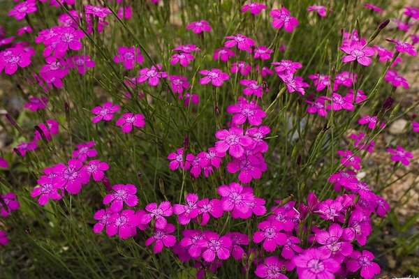 7/26 #오늘의_꽃말 패랭이꽃: 날카로운 예감
석죽과에 속하는 여러해살이풀로 주로 동아시아에 분포해요. 꽃의 색과 무늬가 다양하며 꽃잎은 5장이에요. 일본에서는 예로부터 일본 여성을 이 패랭이꽃(ヤマトナデシコ)에 비유한답니다.