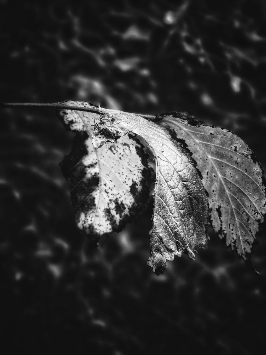 Drabbles153's tweet image. #NFTkaltenstein #kaltenstein #monochrome #nature