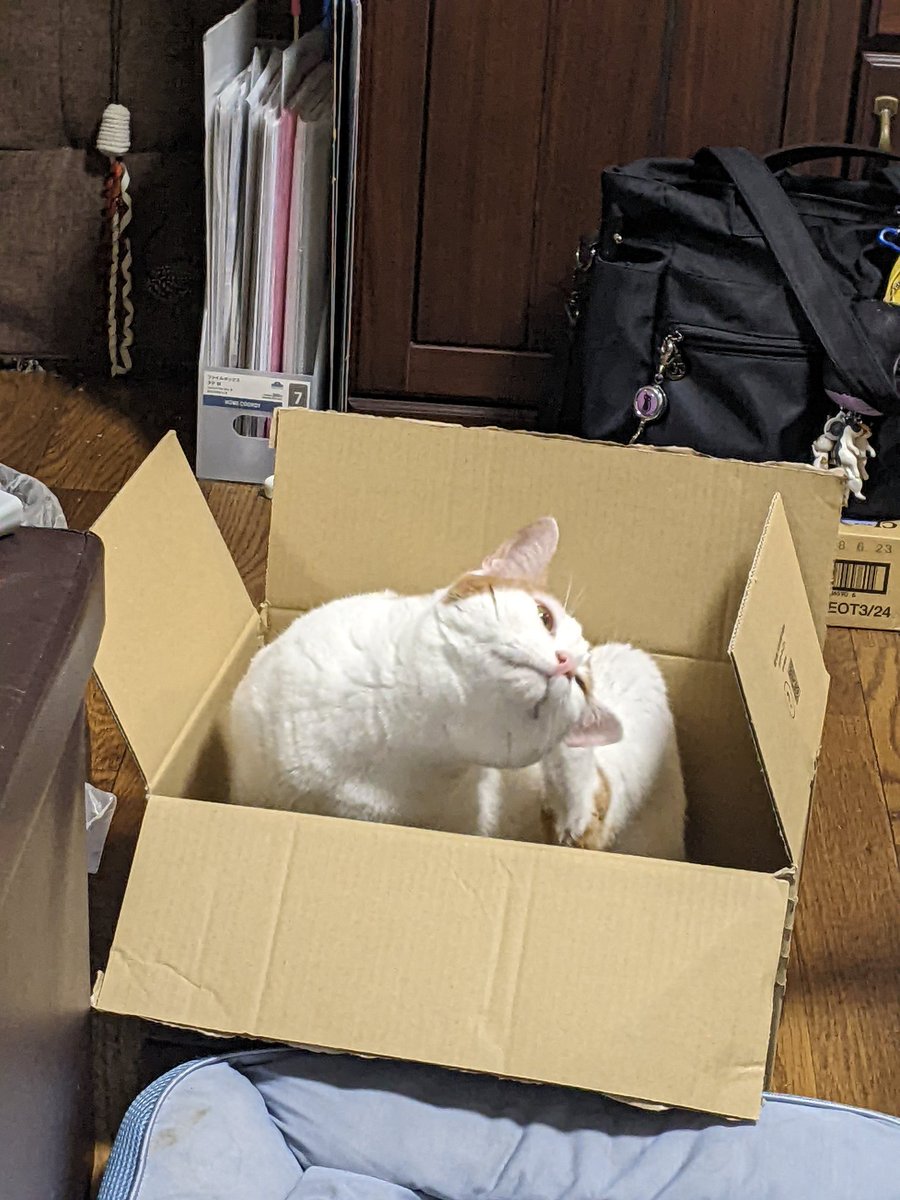 Rmajilow3's tweet image. ネッコ、ダンボールイン(⁠・⁠∀⁠・⁠)