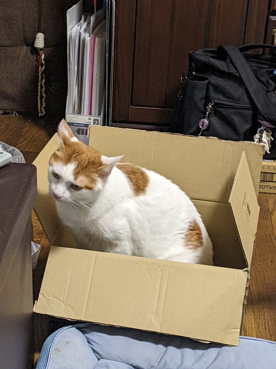 Rmajilow3's tweet image. ネッコ、ダンボールイン(⁠・⁠∀⁠・⁠)