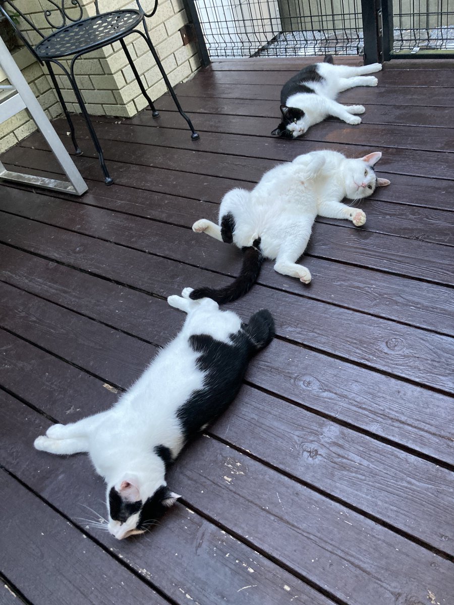petbaka's tweet image. エアコンから逃れて暑い外で寛ぐ（修行中なのか？）