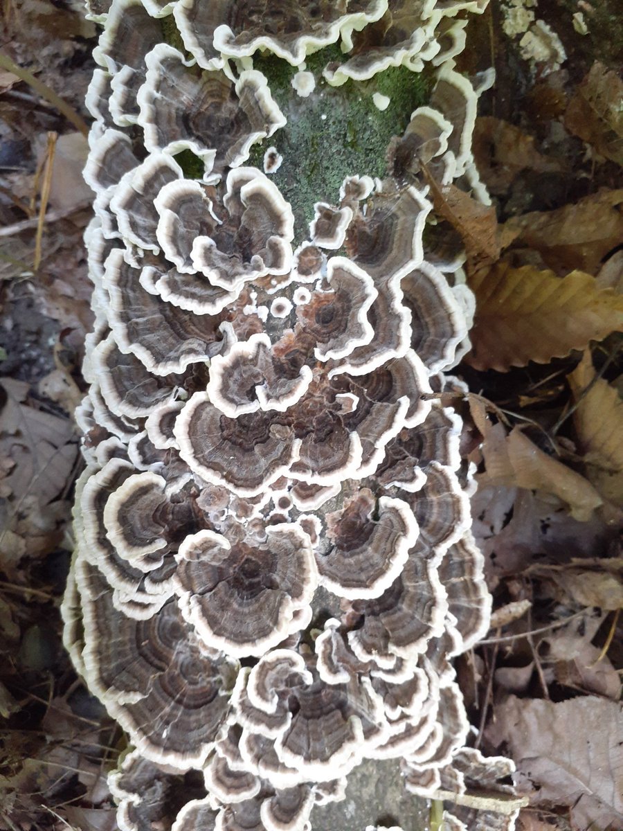 Oreo here...Here's some Turkey Tail Mushrooms. Pretty...🍄🖤🤍🖤 #Hedgewatch