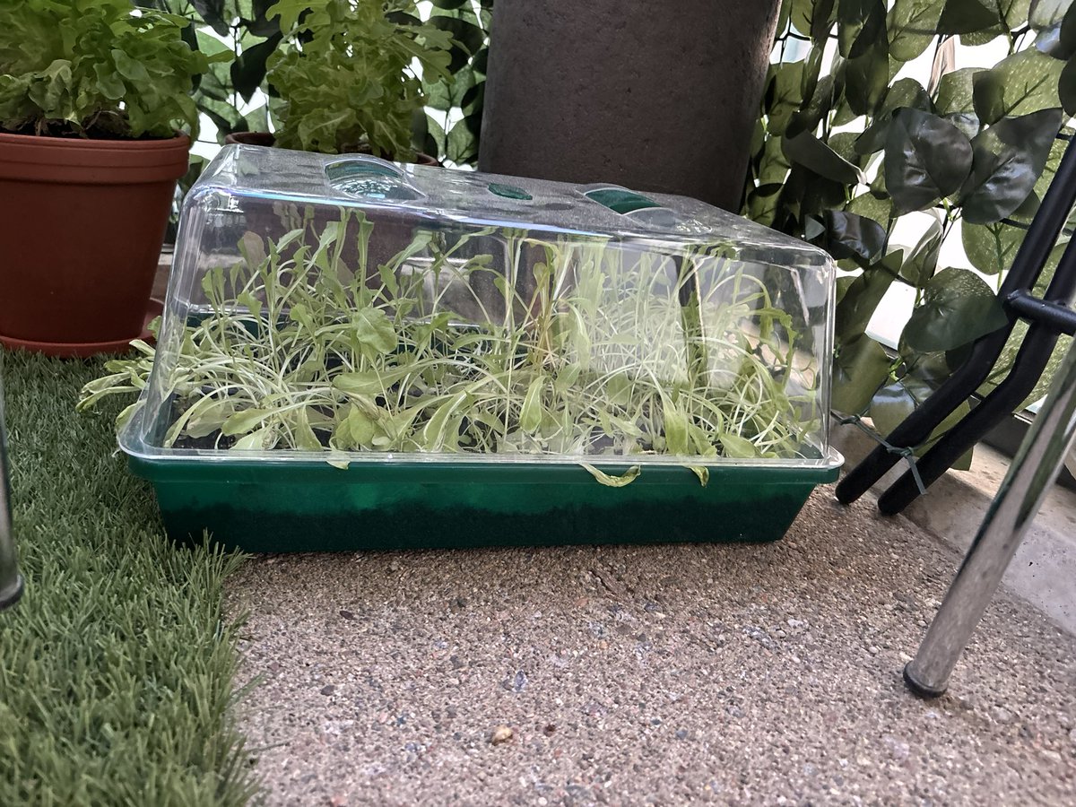 fiffebaa's tweet image. Enslaved salad, grown from seed