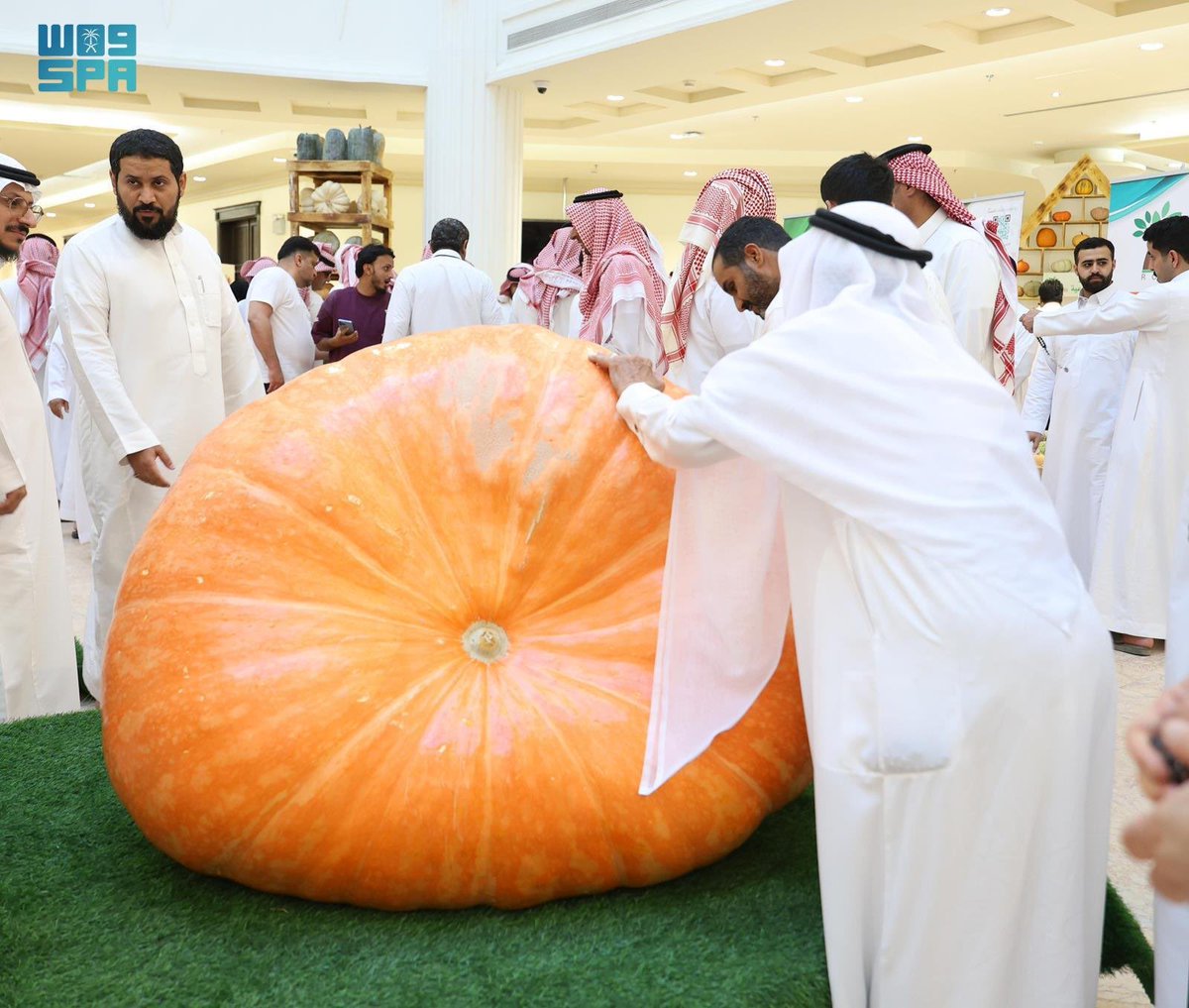 GarbNews's tweet image. تنوّع الإنتاج الزراعي وجودته.. بـــ #القصيم
" القرع العملاق " علامة فارقة في منتجات منطقة القصيم حيث وصل وزن القرعة الواحدة 500 كيلوغرام .