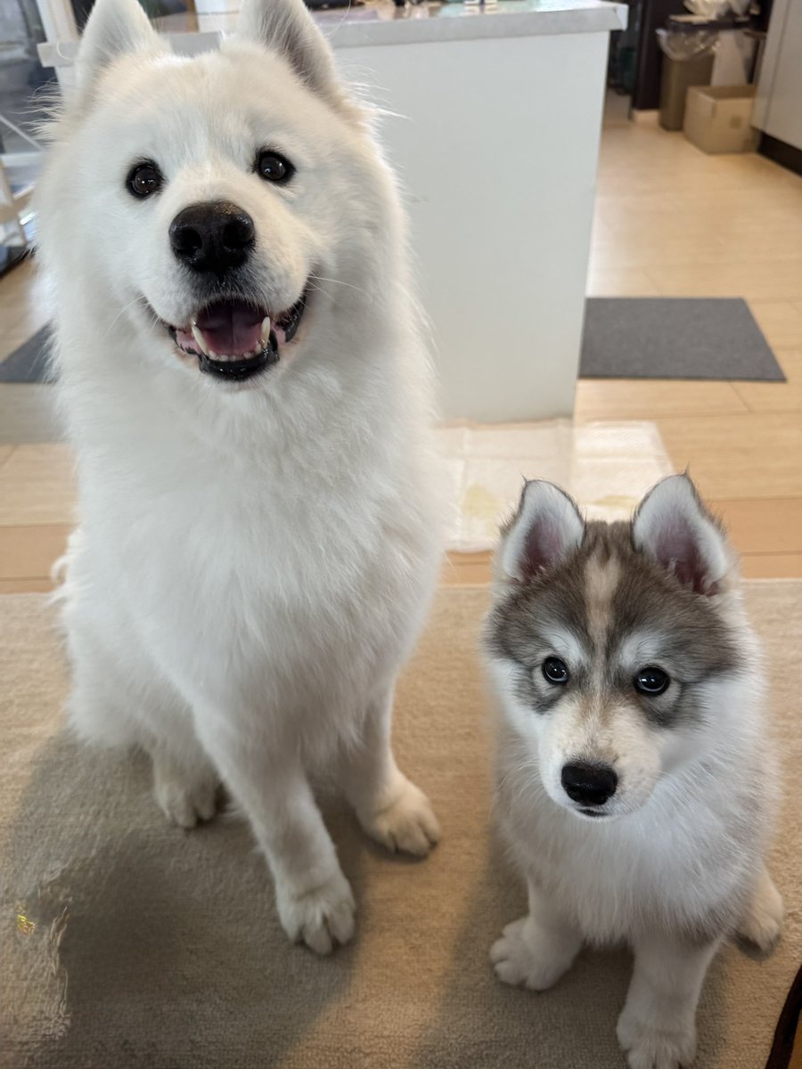 grapeejp's tweet image. 「オヤツって…なんだろう?」 #grape動物
「か、か、か、かわいい…!」 飼い主から『オヤツ』と聞き笑顔になる愛犬、その下では… grapee.jp/2022563 @grapeejpより