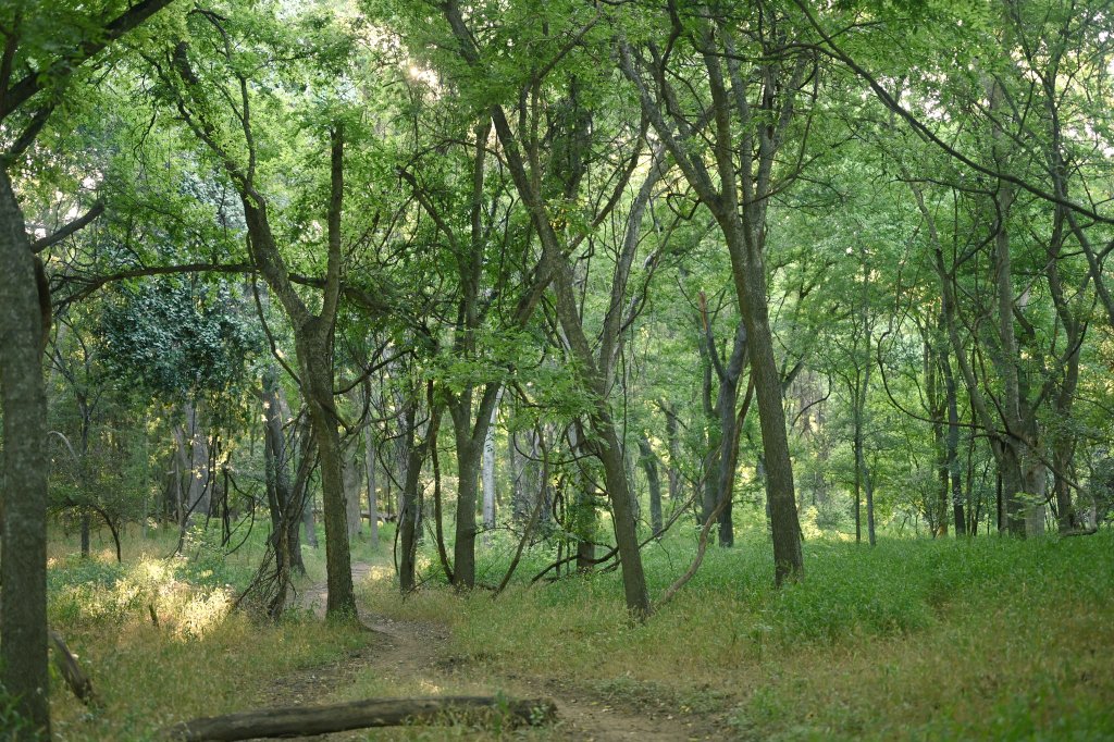 emctweep's tweet image. Random trees. Nature&apos;s best today.