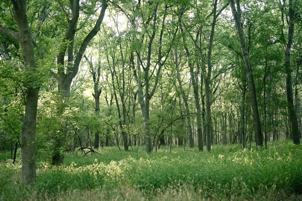 emctweep's tweet image. Random trees. Nature&apos;s best today.