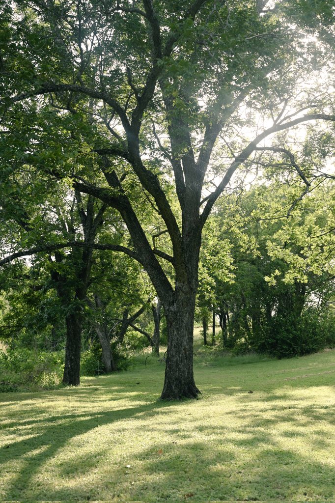 emctweep's tweet image. Random trees. Nature&apos;s best today.