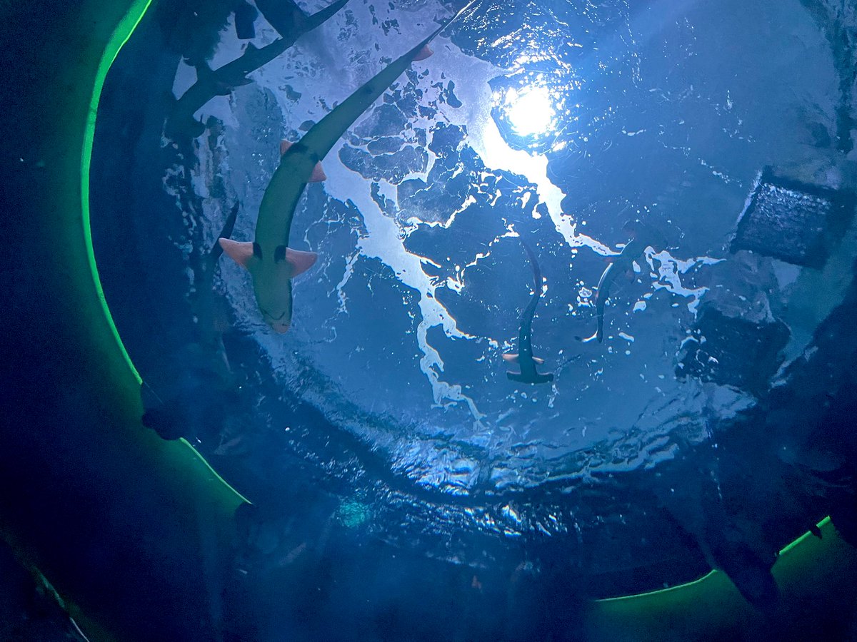 Sleepwalk_zzz's tweet image. 四国水族館に行ってきた
内装は全体的に落ち着きがあるから美術館みたい。解説もかなり凝ってるからじっくりと楽しめた!!あと魅せ方が良き!!光の入れ方がガチで素晴らしい あとアザラシかわいい